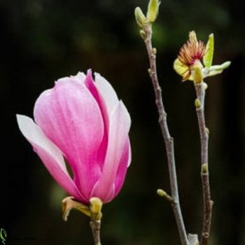 Magnolia, Magnólia ´BETTY´ kont. C2L, výška: 50-70 cm (-24°C)